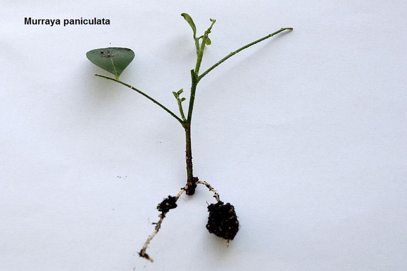 07.07.18 - Inradacinare varfuri- meristeme