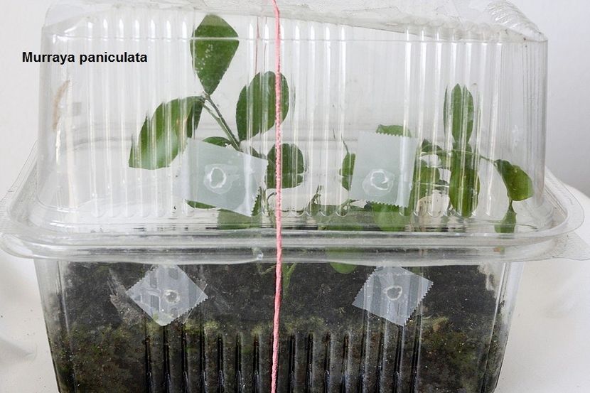 12.07.18 - Inradacinare varfuri- meristeme