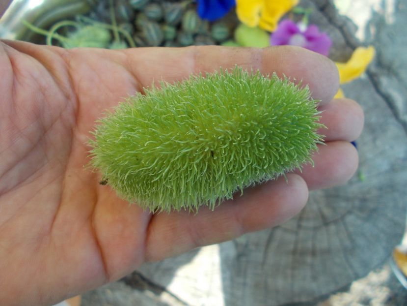  - SEMINTE CASTRAVETI - CUCUMIS DIPSACEUS - DECORATIV