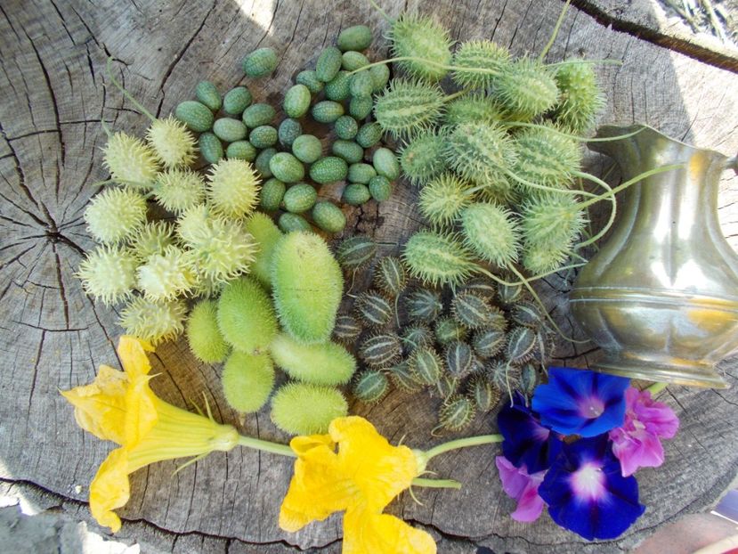  - SEMINTE CASTRAVETI - CUCUMIS DIPSACEUS - DECORATIV