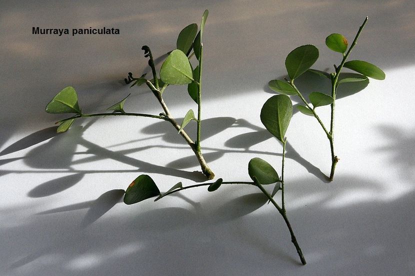 18.01.18 - Inradacinare varfuri- meristeme