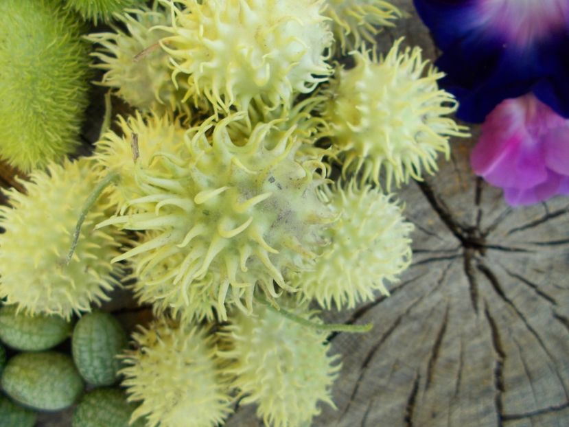  - SEMINTE CASTRAVETI - CUCUMIS HIRSUTUS