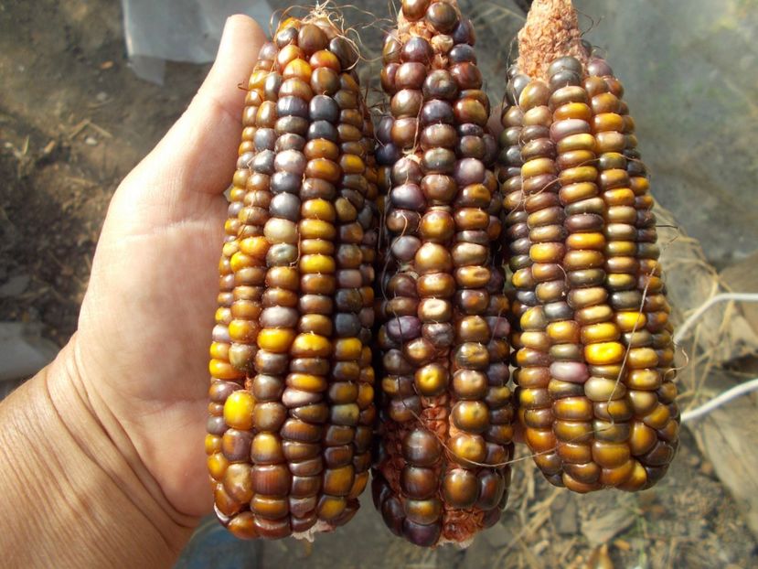  - SEMINTE PORUMB INDIAN - P 12