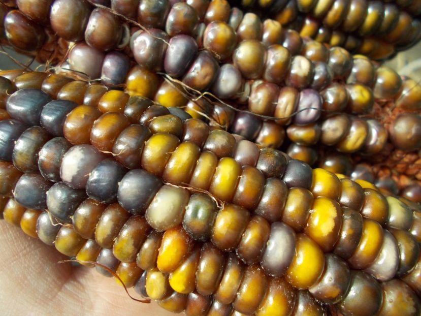  - SEMINTE PORUMB INDIAN - P 12