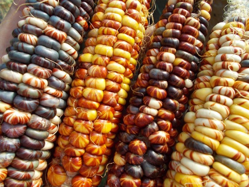  - SEMINTE PORUMB INDIAN - MANDAN MIX - P 15