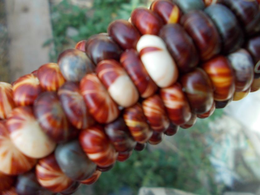  - SEMINTE PORUMB INDIAN - MANDAN MIX - P 15