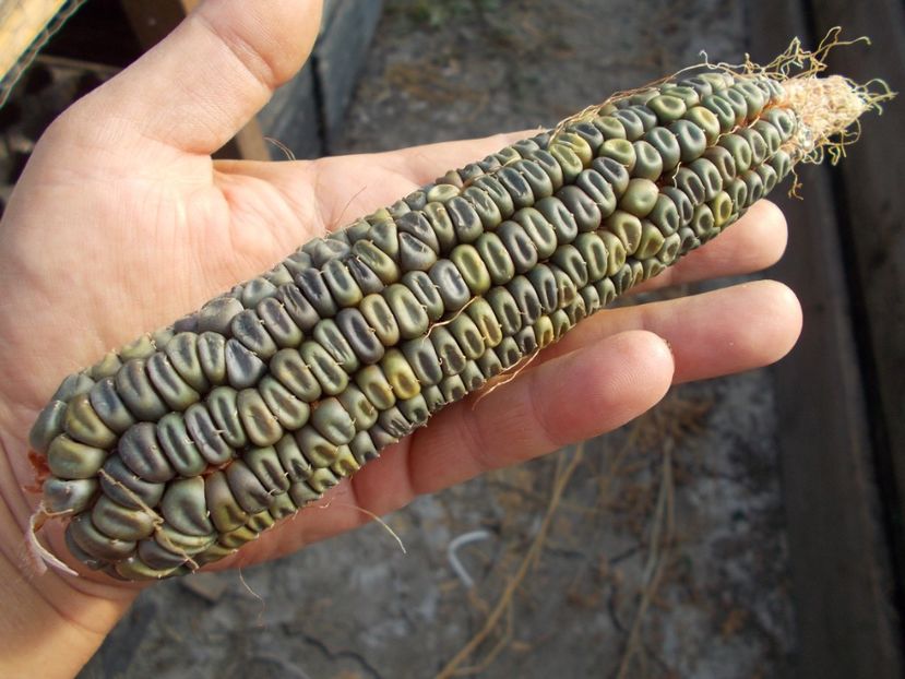  - SEMINTE PORUMB VERDE - OAXACAN GREEN - P 24