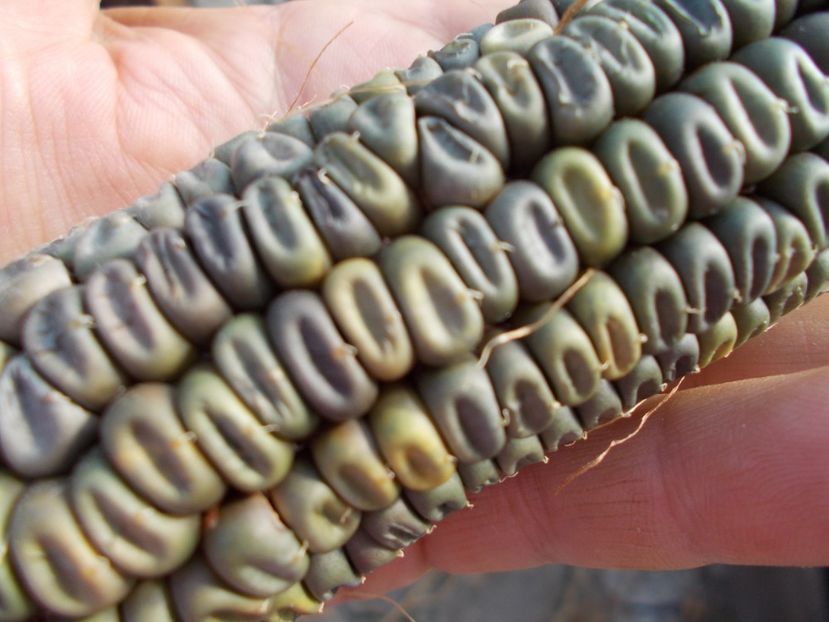  - SEMINTE PORUMB VERDE - OAXACAN GREEN - P 24