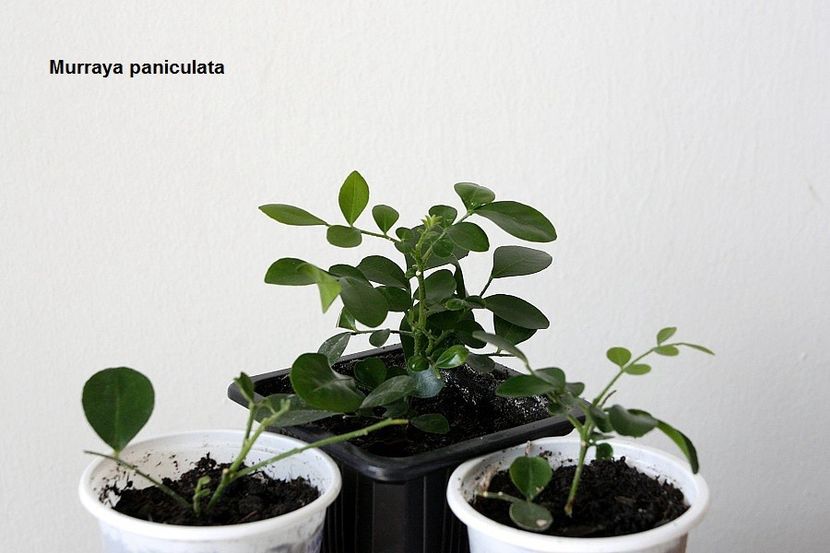 11.09.18 - Inradacinare varfuri- meristeme