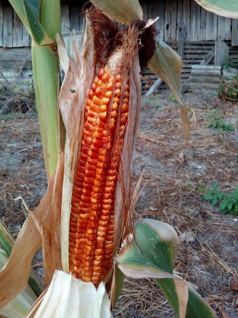  - SEMINTE PORUMB INDIAN ANTIC - PIGNOLETTO ROSSO DI BANCHETTE - P 06