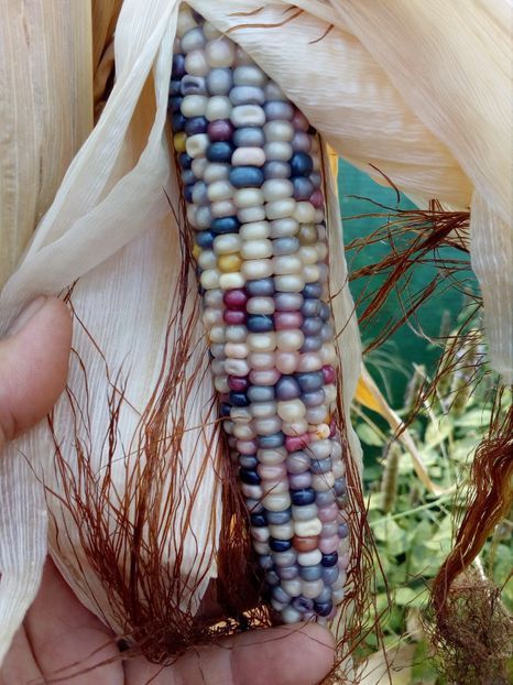  - SEMINTE PORUMB POPCORN - P 18