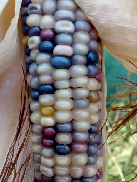  - SEMINTE PORUMB POPCORN - P 18