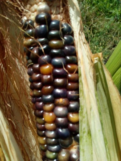  - SEMINTE PORUMB INDIAN - P 11