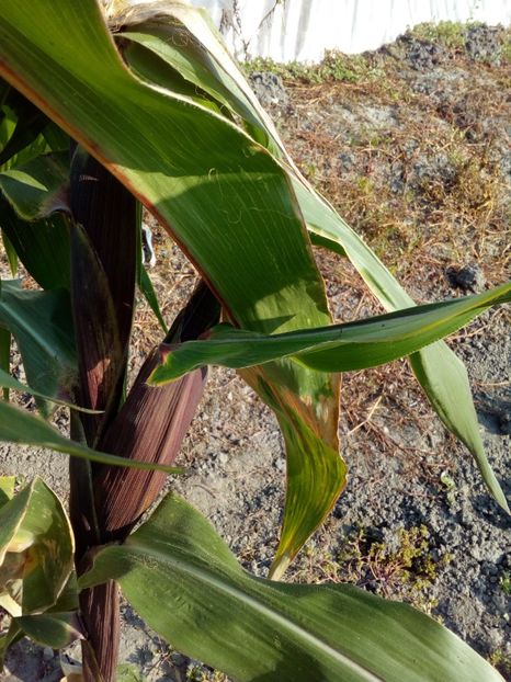  - SEMINTE PORUMB - PURPLE CORN - P 14