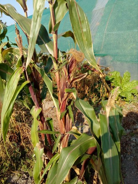  - SEMINTE PORUMB - PURPLE CORN - P 14