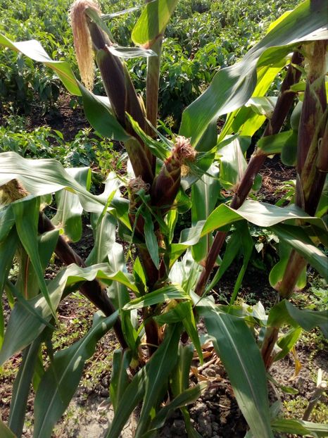  - SEMINTE PORUMB - PURPLE CORN - P 14