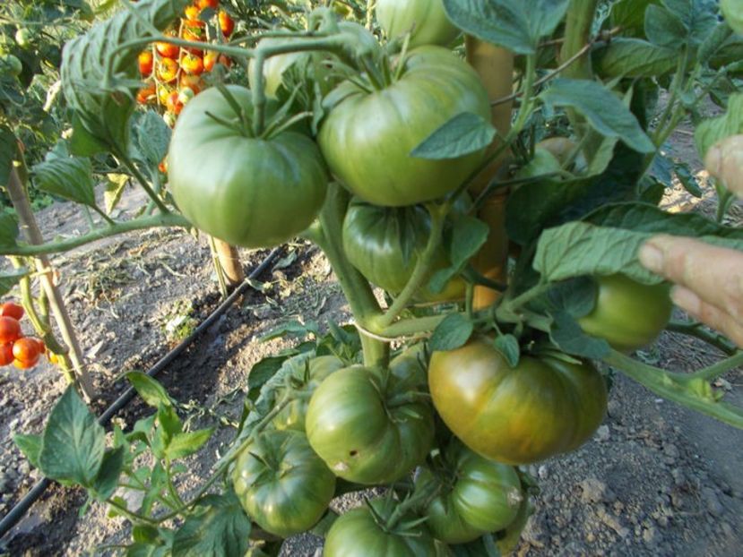 104190180_MMTRWUD - SEMINTE ROSII - NOIRE BLUE FRUIT