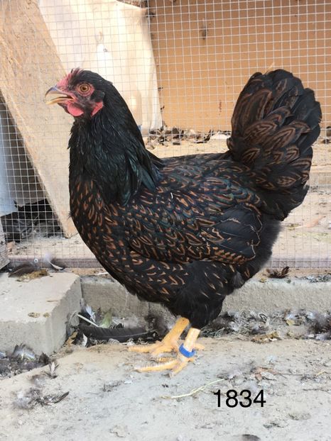 C18537F4-AB5D-49EC-B1C7-8DA34F5E7248 - Barnevelder tineret 2018