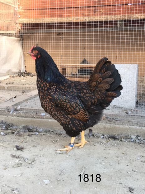 D83CC3D1-28E8-4A98-95FF-3F22B7FB708A - Barnevelder tineret 2018