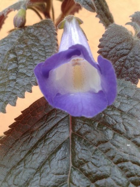 Achicodonia ‘Darkstar’ - Achimenes și Kohleria 2018