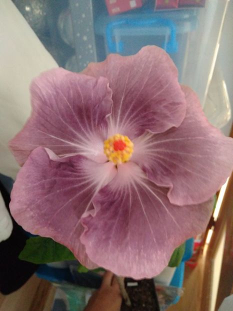  - HIBISCUS TROPICAL