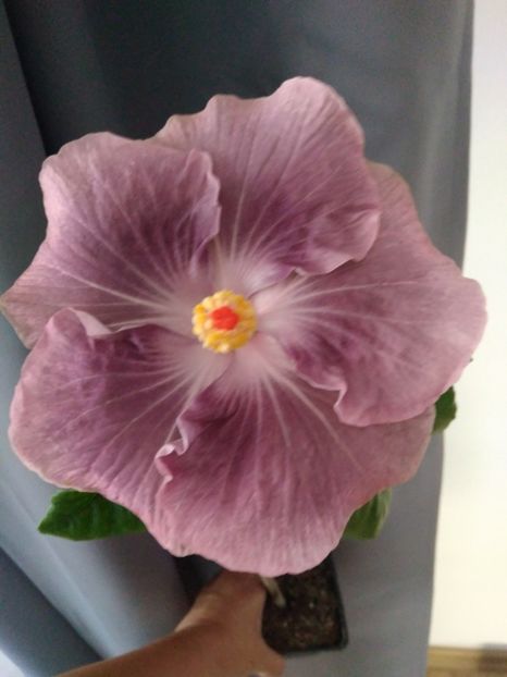Moorea Mangy Blue - HIBISCUS TROPICAL