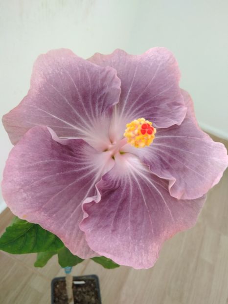  - HIBISCUS TROPICAL