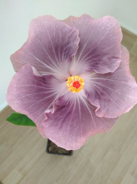  - HIBISCUS TROPICAL