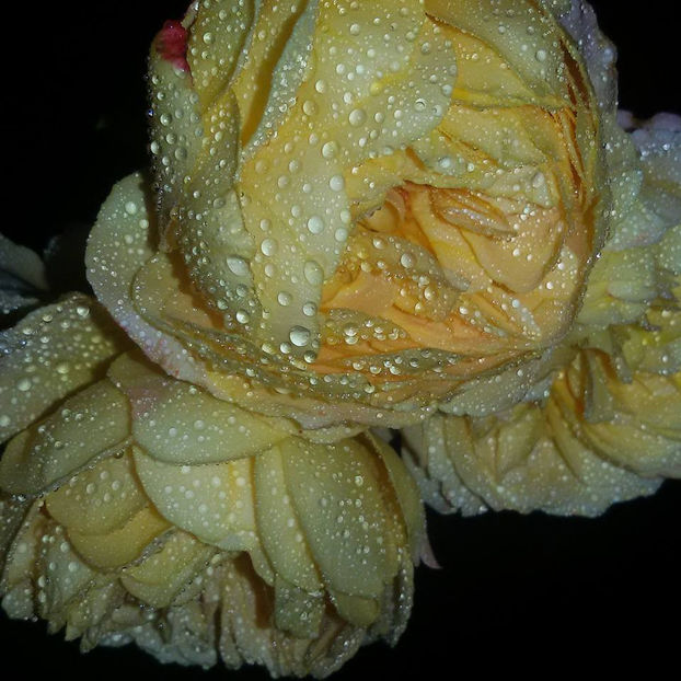  - Wollerton Old Hall