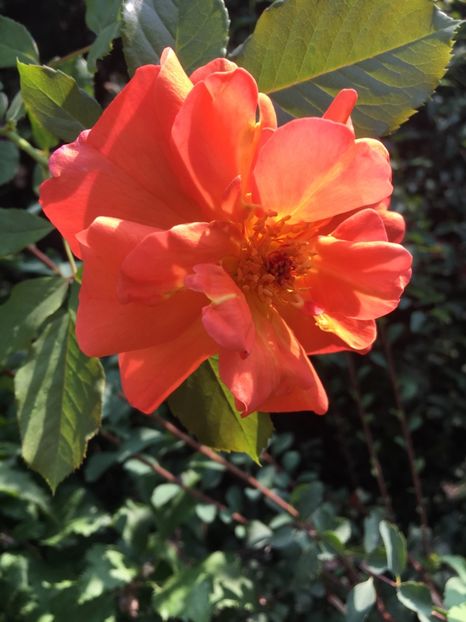 Westerland urcator - Trandafiri 2018 III