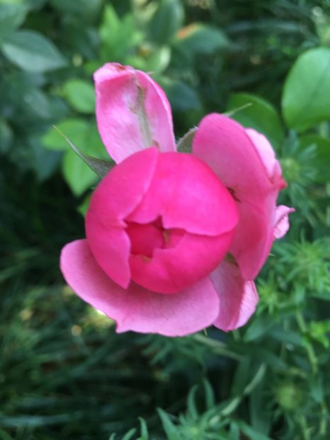 Pomponella - Trandafiri 2018 III