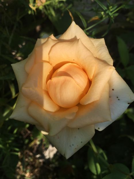 A56819DE-7C43-4893-A303-A7673C537AF2 - Trandafiri 2018 III