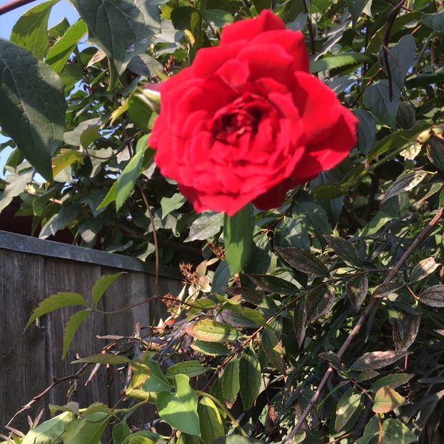 urcator - Trandafiri 2018 III