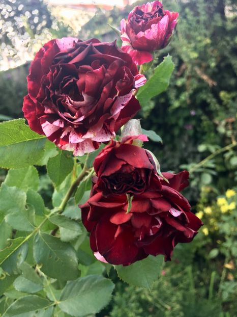 Rosa mystica - Trandafiri 2018 III