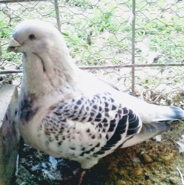  - - A - CRESCATOR POLIVALENT