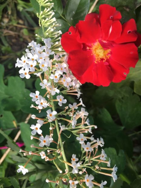 117ED065-191B-48B4-A44A-936EDF2493D0 - Arbuști 2018