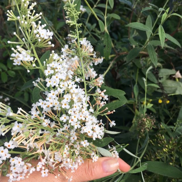 Liliac de vara - Arbuști 2018