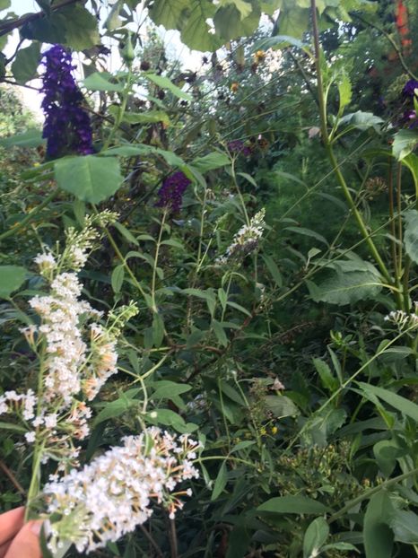 0724F5D6-FE94-479B-B029-143E7B83F0AD - Arbuști 2018