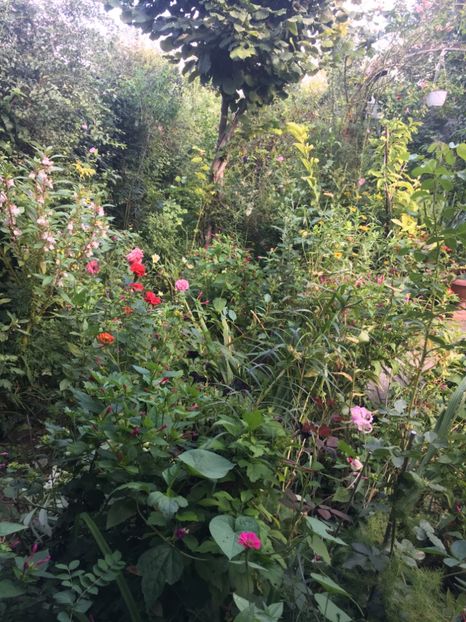 B839E6D7-F595-474D-84B9-2E53BC0AC387 - Flori de vara 2018