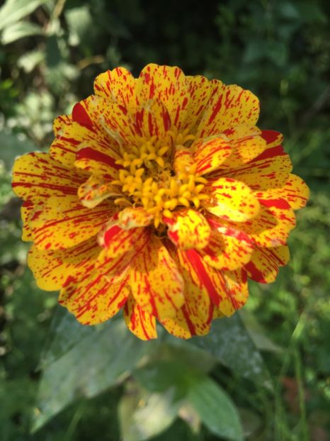 FBFD0DF0-6016-4A3D-B1DA-BB59FAAD72E7 - Carciumarese 2018