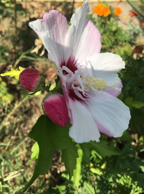 896A1A30-E369-400A-B839-02EF0B941AC3 - Nalba de grădina