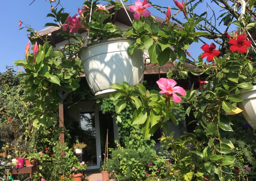 6F2D76C3-827B-4007-80E2-95B06042A78D - Mandeville 2018