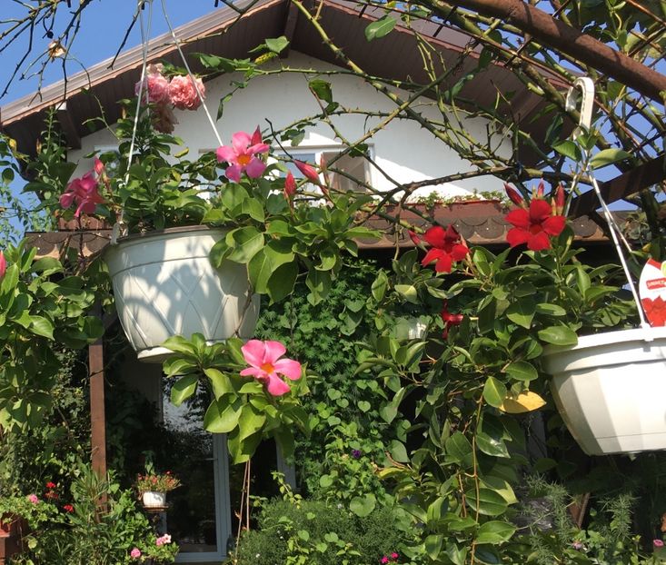 E62CFBB5-37C8-489F-BE77-29C00906C08F - Mandeville 2018