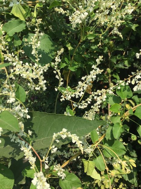 E634E628-6942-4879-A676-0CBC4F25B24D - Arbuști 2018