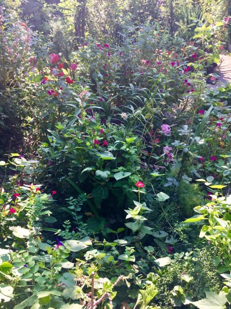 6E008120-83F3-47A7-8BF0-507B8B39CC67 - Flori de vara 2018