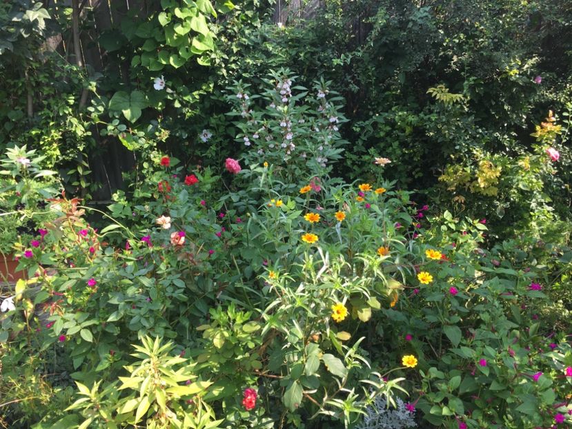 7DCCDC1B-9AB0-4D7F-8D03-E65B2CE5FA47 - Flori de vara 2018