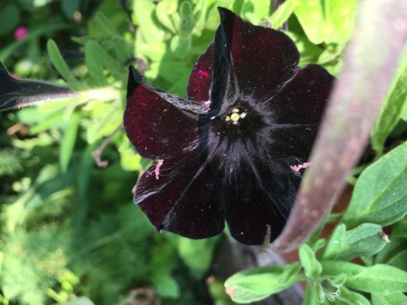 8479BD2F-9C16-40CC-8757-762D77A805C9 - Flori de vara 2018