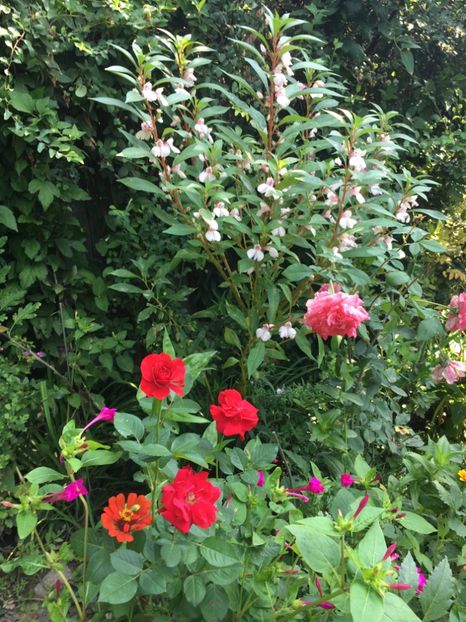 147EE4A9-CBE9-4EDC-B786-F303E155E49A - Flori de vara 2018