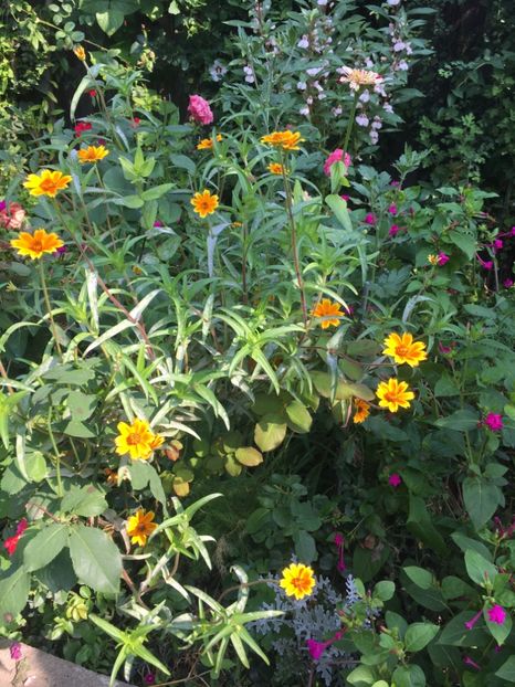 78ACD981-93A1-4EF2-B53B-1ED507B966A0 - Flori de vara 2018