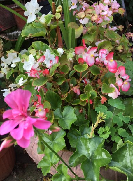 D0FA2117-7894-42F7-85CE-2221EB771023 - Flori de vara 2018